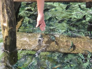 Digigit Ikan-ikan Kecil di Raja Ampat