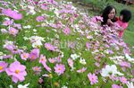 Sssttt...Kebun Cantik Ini Ternyata Ada di Garut