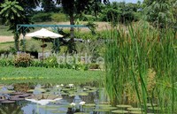 Kebun Mawar yang berlokasi di Desa Situ Hapa, kecamatan Samarang, Garut. Terletak sekitar 15 kilometer dari jantung kota Garut, Kebun Mawar menawarkan suasana pegunungan yang menawan.