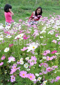 Pengunjung Kebun Mawar Situhapa berfoto diantara bunga.