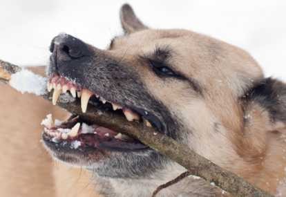 Digigit Anjing Liar, Perempuan Tua di Bali Tewas