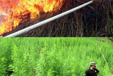 Ini 5 Ladang Ganja Terluas di Indonesia