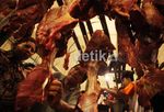 Pelan-pelan Harga Daging Merangkak Naik