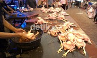 Setiap ekornya rata-rata ayam potong segar yang dijual di pasar beratnya 1,5 sampai 2 kilogram. Muhammad Nur Abdurrahman/detikcom.
