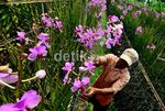 Berkebun Anggrek yang Menjanjikan
