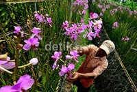 Untuk mendapatkan produk yang berkualitas harus terpenuhi teknologi budidaya, seperti penggunaan benih yang sehat, penanaman, pemeliharaan, penanganan OPT (Organisme Pengganggu Tanaman) sampai pasca panen.