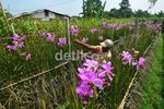 Berkebun Anggrek yang Menjanjikan