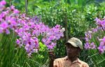 Berkebun Anggrek yang Menjanjikan