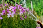 Berkebun Anggrek yang Menjanjikan