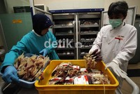 Selama bulan ramadan stok darah di PMI akan menurun sampai 50 persen