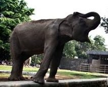 Buru Gading Gajah, Sertu TNI Guntur Dihukum 20 Bulan Penjara