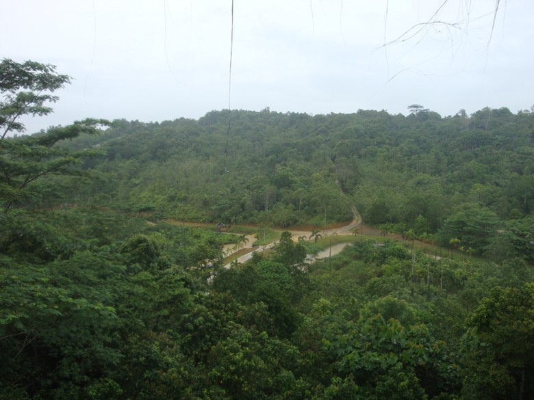 Keindahan Pagi Milik Hutan Samboja di Kalimantan Timur