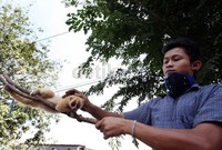 Imam rela meninggalkan sanak keluarga di Semarang, Jawa Tengah, dengan berjualan hewan Kuskus di pinggir jalan, demi sebuah harapan hidup lebih baik.