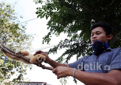 Jual Hewan Kuskus untuk Biayai Hidup Keluarga