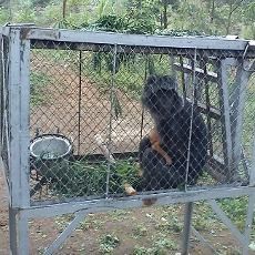 Dua Kelompok Lutung Jawa Siap Dilepas Ke Hutan