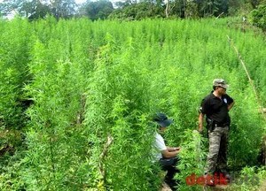 Bawa Ganja 1,5 Ton, Sopir dan Kondektur Truk Dipenjara Seumur Hidup