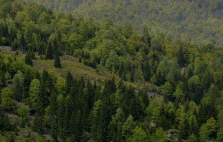 Polisi Rusia Temukan 248 Embrio Manusia di Hutan