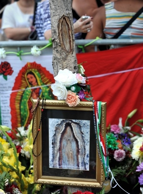 Batang Pohon Bersiluet Bunda Maria Hebohkan New Jersey