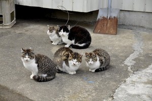 Di Pulau Ini, Mayoritas Penghuninya Adalah Kucing!