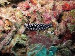 Inilah Kehidupan di Dalam Lautan Raja Ampat