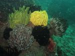 Inilah Kehidupan di Dalam Lautan Raja Ampat