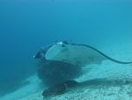 Inilah Kehidupan di Dalam Lautan Raja Ampat