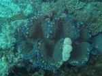 Inilah Kehidupan di Dalam Lautan Raja Ampat