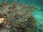 Inilah Kehidupan di Dalam Lautan Raja Ampat