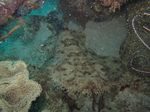 Inilah Kehidupan di Dalam Lautan Raja Ampat