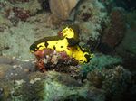 Inilah Kehidupan di Dalam Lautan Raja Ampat