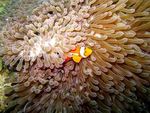 Inilah Kehidupan di Dalam Lautan Raja Ampat