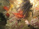 Inilah Kehidupan di Dalam Lautan Raja Ampat