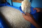 Ramadan, Penjualan Kolang Kaling Meningkat