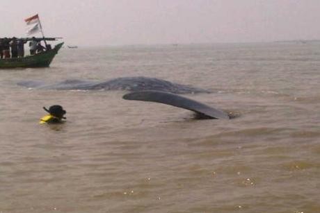 Paus Berbobot 2 Ton Terdampar di Perairan Karawang