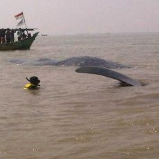 Paus Berbobot 2 Ton Terdampar di Perairan Karawang