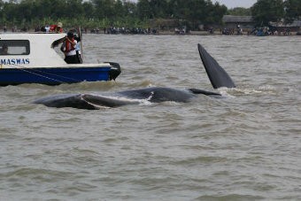 Pelindo Siap Luncurkan Tugboat untuk Selamatkan Paus di Karawang