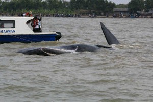 Wisatawan Paus yang Gunakan Perahu Nelayan Jadi Kendala Penyelamatan