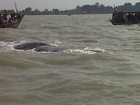 Paus Masih Terkapar Tidak Berdaya di Pantai Tanjung Pakis