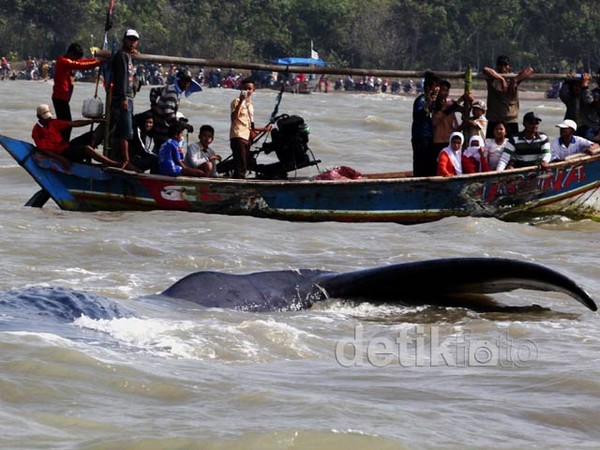 Paus Yang Terdampar Jadi Tontonan
