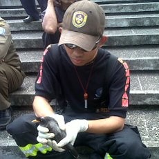 Salut! Petugas Diskar Selamatkan Jalak Tersangkut Benang di Pohon