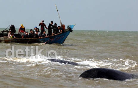 Berhasil Dievakuasi, Kondisi Paus Terus Membaik