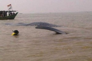 Usai Berhasil Evakuasi Paus, Tangisan Tim Penyelamat pun Pecah