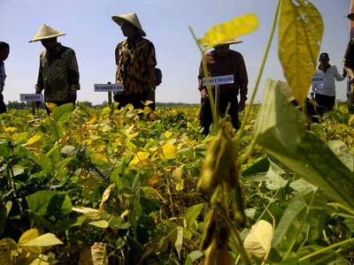 Wamentan Bahagia Harga Kedelai Tinggi