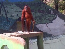 Dipindah ke Kandang Baru, Tori Si Orangutan Stop Merokok