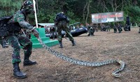 Para peserta juga dilatih menjinakkan ular. (Pen Kopassus).