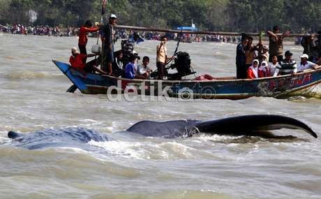 Paus yang Terdampar di Muara Gembong Diduga Mati Kelelahan