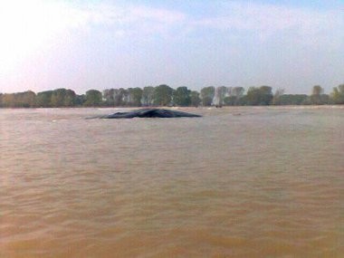Bangkai Paus yang Terdampar di Muara Gembong Dibawa ke Pulau Kotok