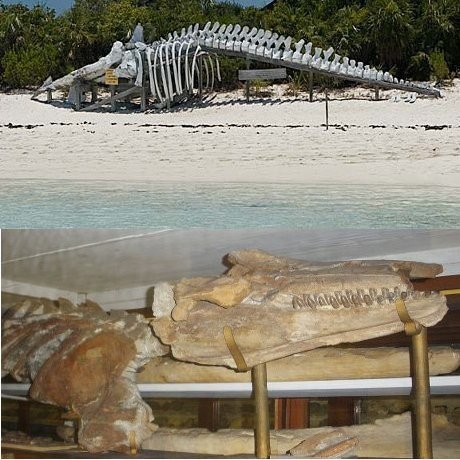 Ini Dia 6 Jenis Paus yang Diawetkan di Dunia