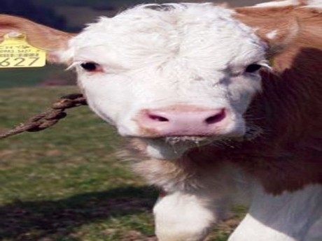 Duh! Ditelantarkan Orangtua, Bocah Hidup Bersama Sapi