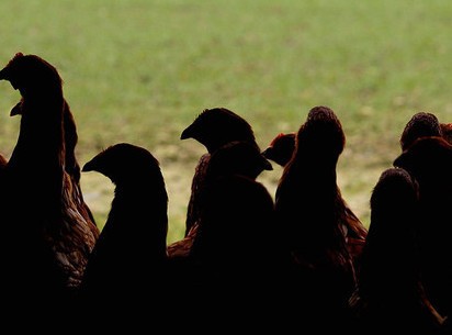 Traveling ke Jepang, Cicipi Daging Ayam Terenak di Dunia!